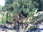 Opuntia littoralis, Camarillo, CA