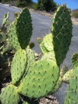 Opuntia littoralis, Camarillo, CA