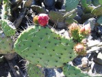 Opuntia littoralis, Camarillo, CA