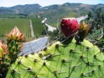 Opuntia littoralis, Camarillo, CA