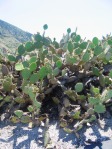 Opuntia littoralis, Camarillo, CA