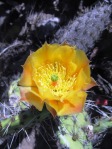 Opuntia littoralis, Camarillo, CA