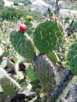 Opuntia littoralis, Camarillo, CA