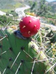 Opuntia littoralis, Camarillo, CA