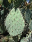 Opuntia littoralis, Desert Botanical Garden, Tempe, AZ