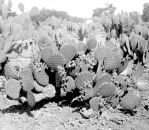 Opuntia lubrica, ca. 100 years ago, D. Griffiths