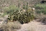 Opuntia lubrica, Catalina Rd, Tucson, AZ