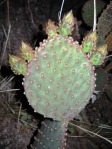 Opuntia lubrica, Santa Catalina Mts, AZ