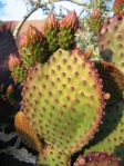 Opuntia lubrica, Tucson, AZ