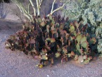 Opuntia lubrica, Tucson, AZ