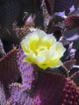 Opuntia lubrica, Santa Catalina Mts, AZ