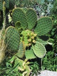 Opuntia lubrica, San Luis Potosi, MX