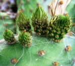 Opuntia lubrica, San Luis Potosi, MX