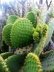 Opuntia lubrica, San Luis Potosi, MX