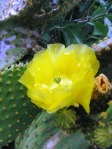 Opuntia lubrica, San Luis Potosi, MX