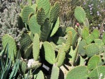 Opuntia lubrica, San Luis Potosi, MX