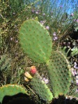 Opuntia lubrica, Rio Grande Botanical Garden, Albuquerque, NM