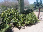 Opuntia lubrica, Wallace Desert Gardens, Scottsdale, AZ