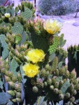 Opuntia lubrica, Wallace Desert Gardens, Scottsdale, AZ