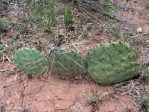 Opuntia mackensenii, northern TX