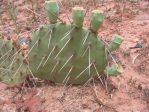 Opuntia mackensenii, northern TX