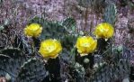 Opuntia mackensenii, Abilene, TX