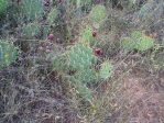 Opuntia mackensenii, Palo Duro Canyon, TX