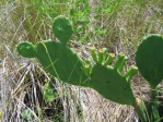 Opuntia macrarthra, SC