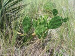 Opuntia macrarthra, SC