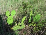 Opuntia macrarthra, SC