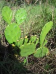 Opuntia macrarthra, SC