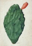 Opuntia macrarthra, by ME Eaton