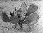 Opuntia macrocentra, ca. 100 years ago, A. Shantz