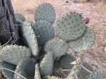 Opuntia macrocentra, Dell City, TX, Dee Agave