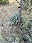 Opuntia macrocentra, Dell City, TX, Dee Agave