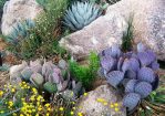 Opuntia macrocentra, Rio Grande Botanical Gardens, Albuquerque, NM