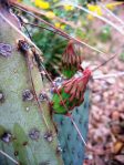 Opuntia macrocentra, Rio Grande Botanical Gardens, Albuquerque, NM