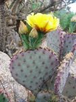 Opuntia macrocentra, Rio Grande Botanical Gardens, Albuquerque, NM