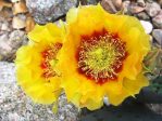 Opuntia macrocentra, Rio Grande Botanical Gardens, Albuquerque, NM