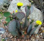 Opuntia macrocentra, Rio Grande Botanical Gardens, Albuquerque, NM