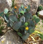 Opuntia macrocentra