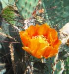 Opuntia macrocentra