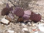 Opuntia macrocentra, Dell City, TX