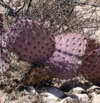 Opuntia macrocentra, Dell City, TX