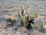 Opuntia macrocentra, NM