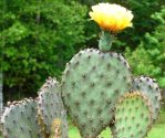 Opuntia macrocentra, garden plant