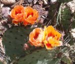 Opuntia macrocentra, Luc