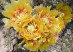 Opuntia macrocentra, Post, TX, Derrill Pope