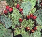 Opuntia macrocentra