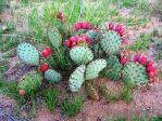 Opuntia macrocentra, Rodeo, NM